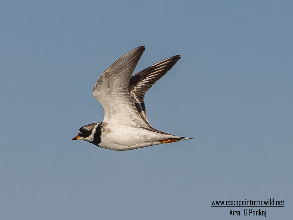 Common Ringed Plover